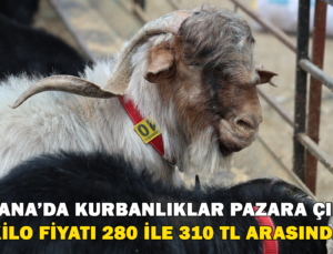 Adana’da Kurbanlıklar Pazara Çıktı