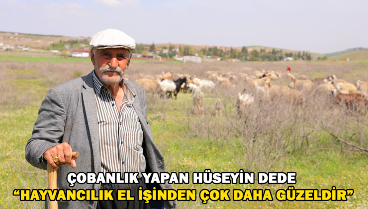 Kendi Hayvanlarına Çobanlık Yapan Hüseyin Dede: “Hayvancılık El İşinden Çok Güzeldir