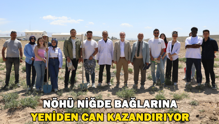 Nöhü, Niğde Bağlarını Yeniden Canlandırıyor.