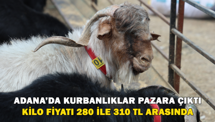 Adana’da Kurbanlıklar Pazara Çıktı
