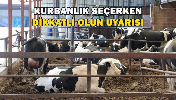 Kurbanlık Seçerken Dikkati Olun Uyarısı !