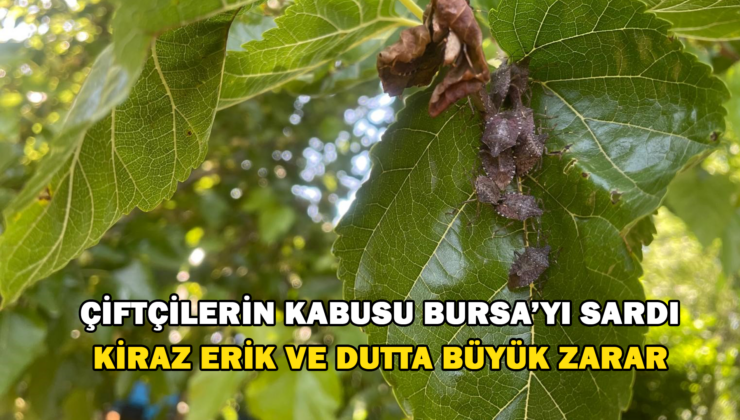 Çiftçilerin Kabusu Kokarca Bursa’yı Sardı