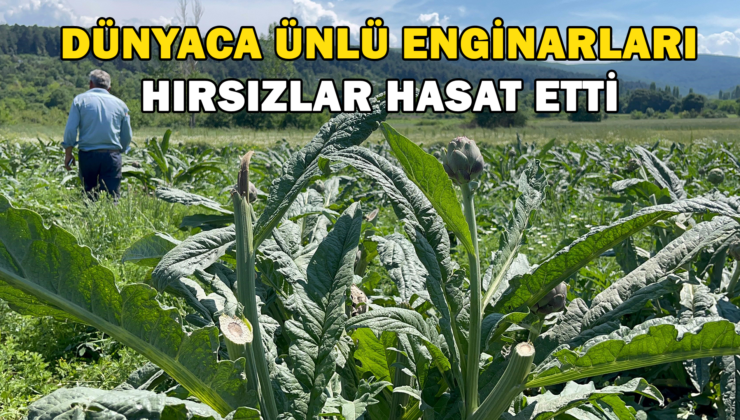 Dünyaca Ünlü Enginarları Hırsızlar Hasat Etti. Polis Her Yerde Onları Arıyor !