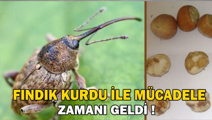 Fındık Kurdu İle Mücadele Zamanı Geldi !
