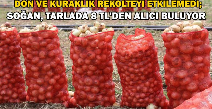 Don ve kuraklığın rekolteyi etkilemediği soğan, tarladan 8 TL’den alıcı buluyor