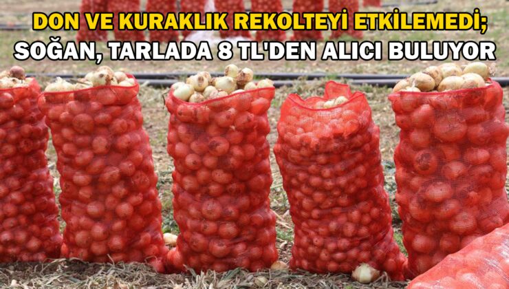Don ve kuraklığın rekolteyi etkilemediği soğan, tarladan 8 TL’den alıcı buluyor