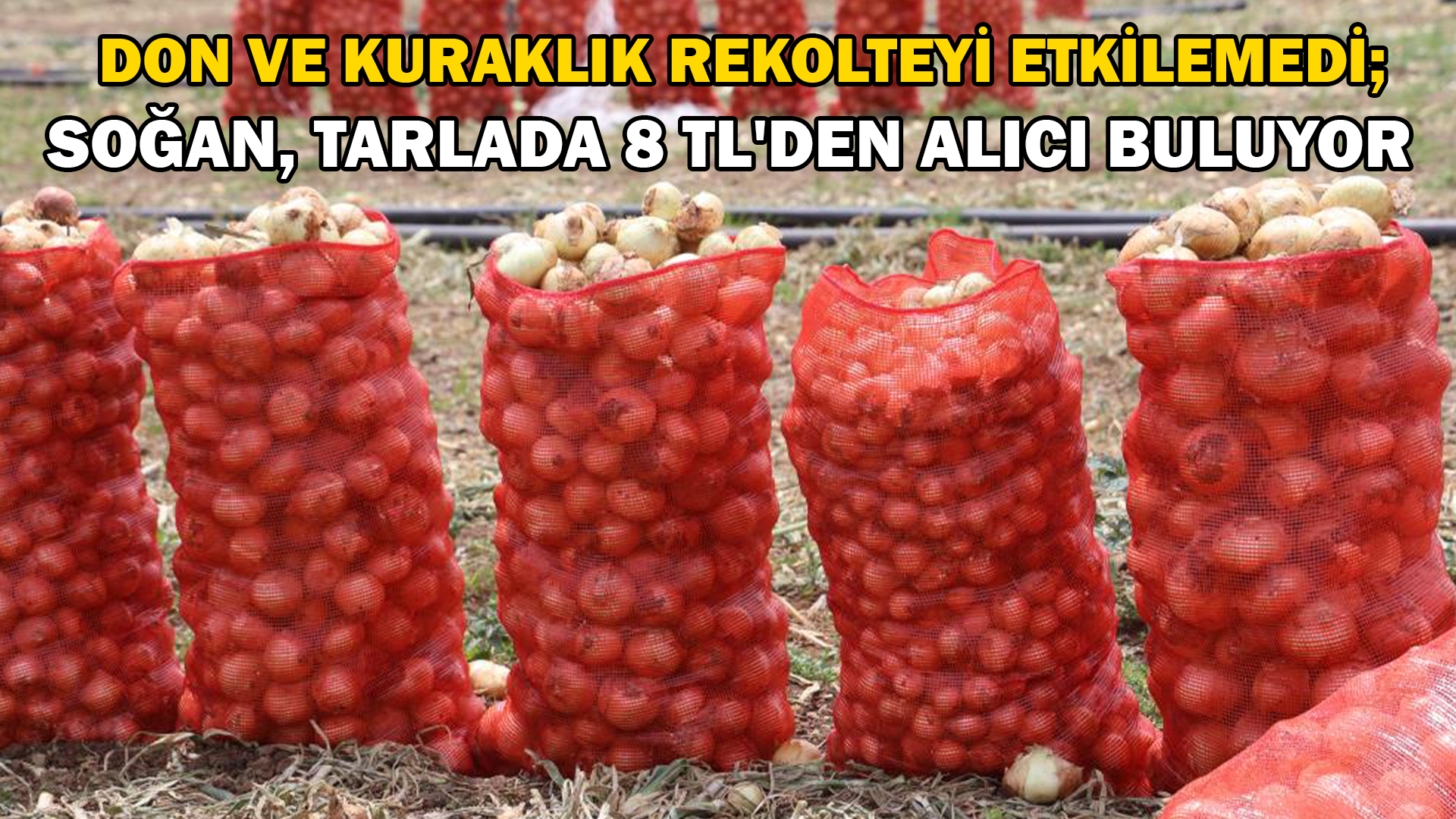Don ve kuraklığın rekolteyi etkilemediği soğan, tarladan 8 TL’den alıcı buluyor