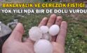Baklavalık ve çerezlik fıstığı ‘yok yılı’nda bir de dolu vurdu