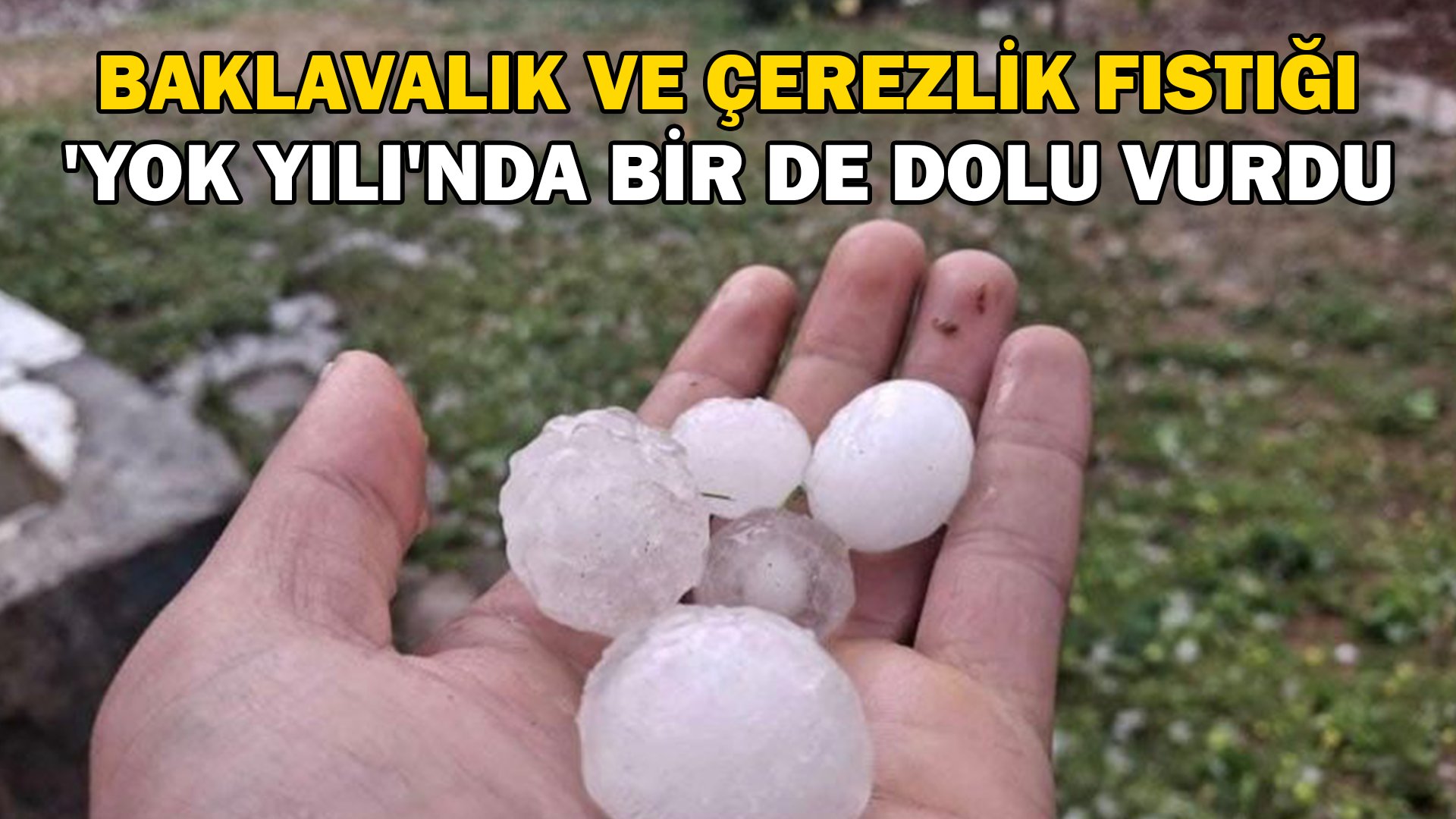 Baklavalık ve çerezlik fıstığı ‘yok yılı’nda bir de dolu vurdu