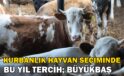 Konya’da son zamanlarda kurbanlık hayvan seçiminin yönü bu yıl büyükbaş hayvan oldu
