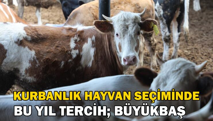 Konya’da son zamanlarda kurbanlık hayvan seçiminin yönü bu yıl büyükbaş hayvan oldu