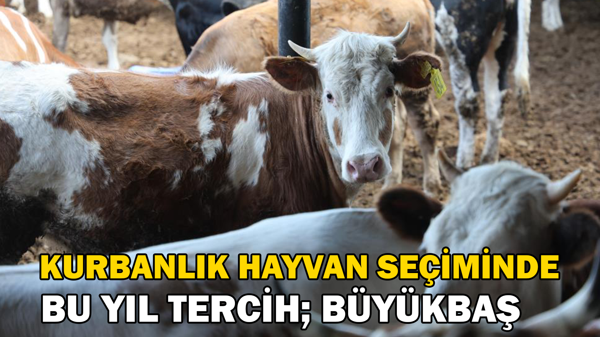 Konya’da son zamanlarda kurbanlık hayvan seçiminin yönü bu yıl büyükbaş hayvan oldu
