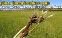 Buğday üreticilerine uyarı: Kök ve kökboğazı çürüklüğüne dikkat