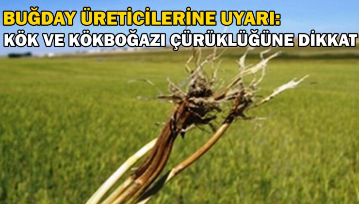 Buğday Üreticilerine Uyarı: Kök Ve Kökboğazı Çürüklüğüne Dikkat