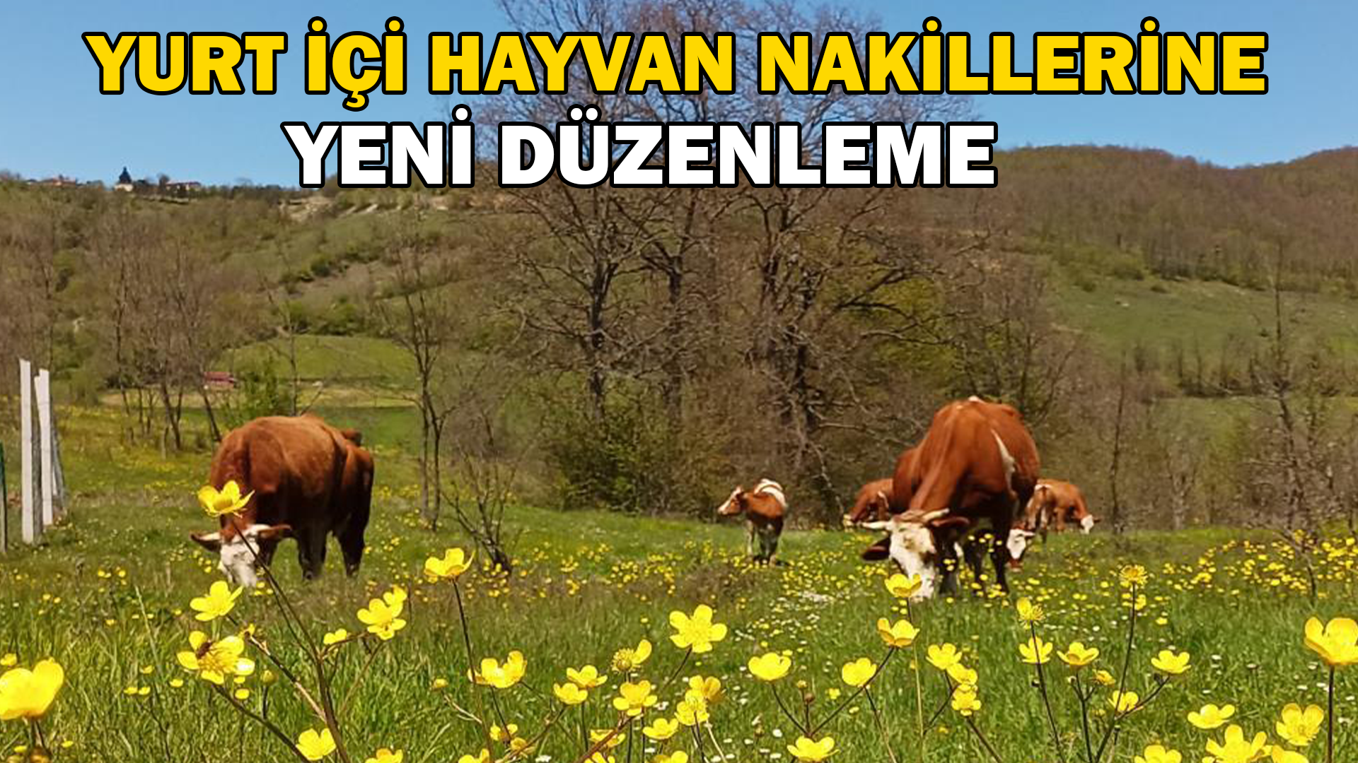 Yurt içi hayvan nakillerine yeni düzenleme