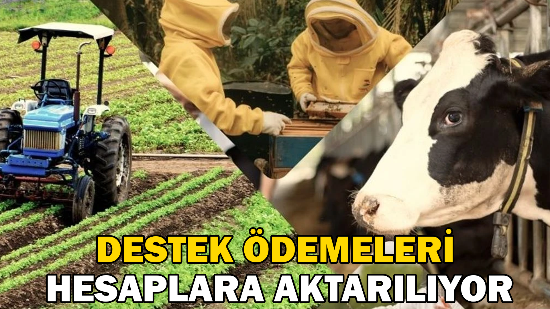 Destek ödemeleri hesaplara aktarılıyor  