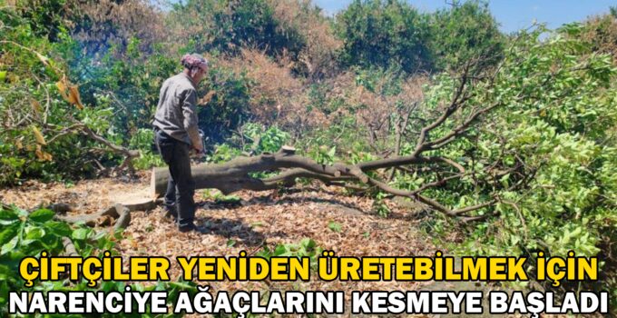 Çiftçiler yeniden üretebilmek için don afetinde kuruyan narenciye ağaçlarını kesmeye başladı