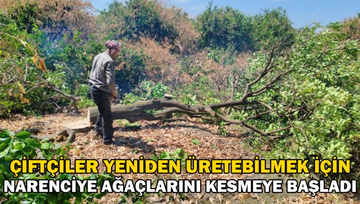 Çiftçiler Yeniden Üretebilmek Için Don Afetinde Kuruyan Narenciye Ağaçlarını Kesmeye Başladı