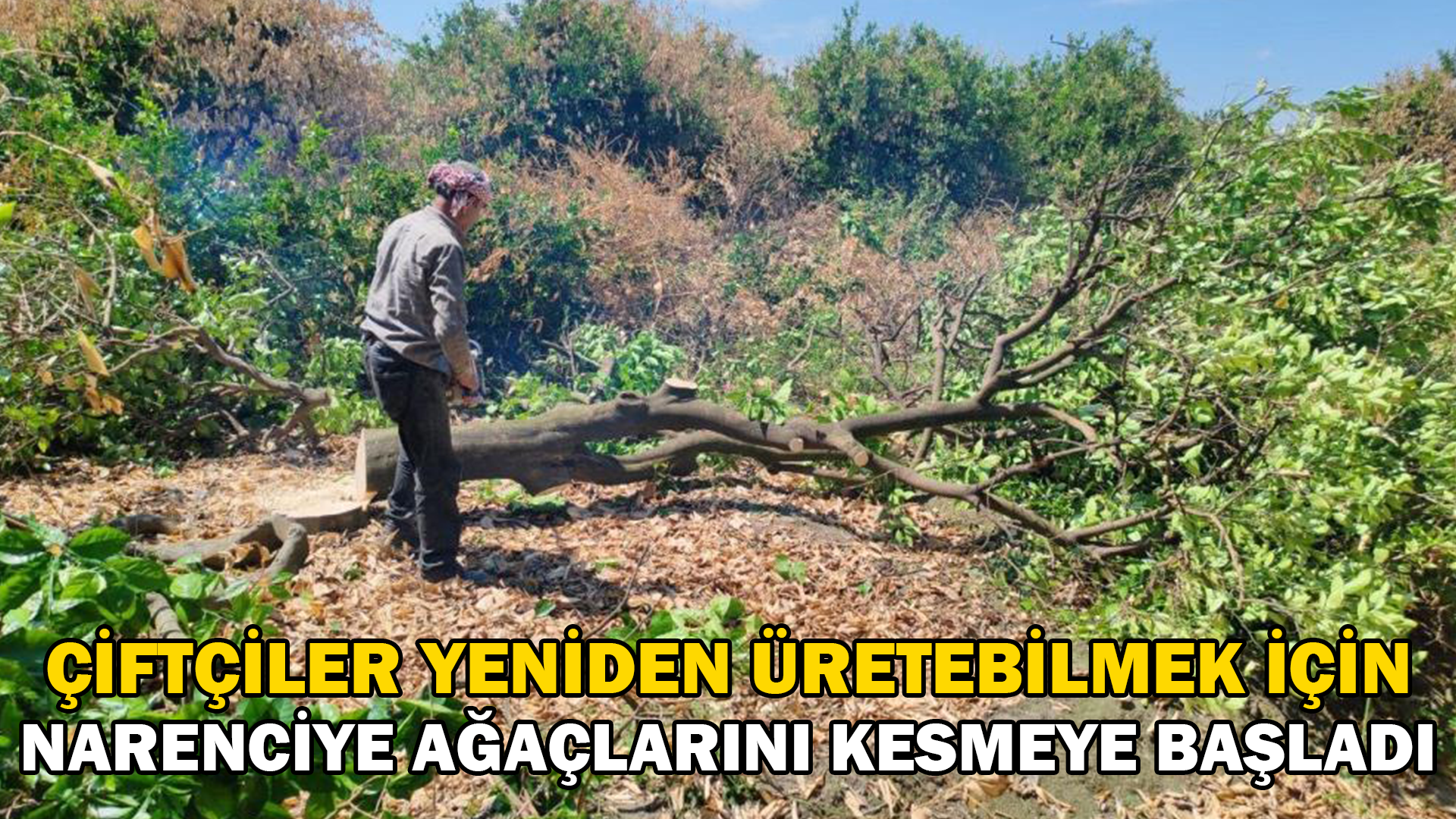 Çiftçiler yeniden üretebilmek için don afetinde kuruyan narenciye ağaçlarını kesmeye başladı