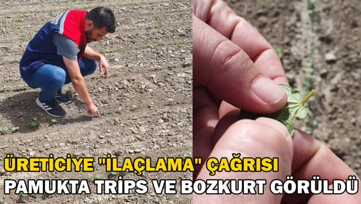 Pamuk Üreticilerine “Ilaçlama” Çağrısı