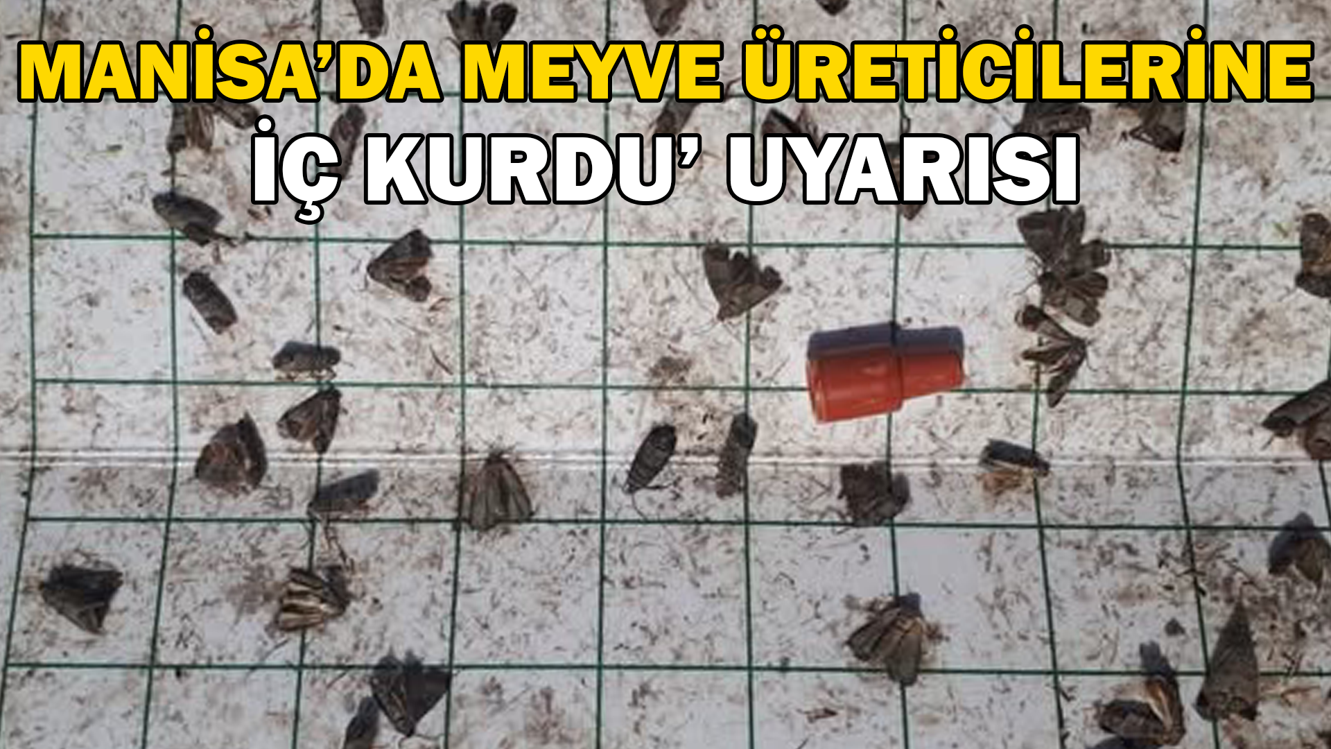 Manisa’da meyve üreticilerine ‘iç kurdu’ uyarısı