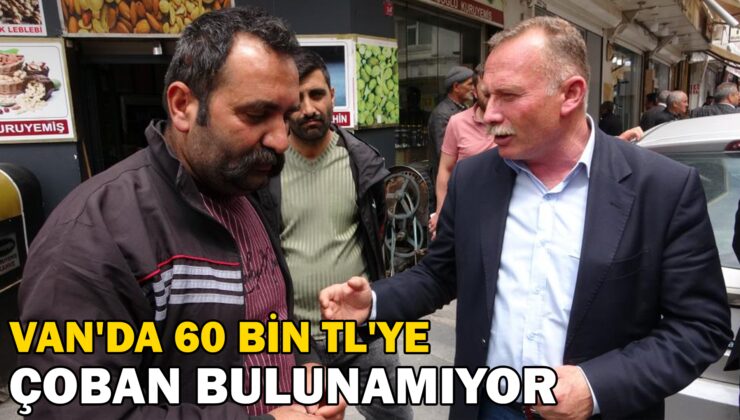 Van’Da 60 Bin Tl’Ye Çoban Bulunamıyor