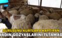 Sürüsünü kurtlara kaptıran kadın gözyaşlarını tutamadı: “Hepsi evladım gibiydi”