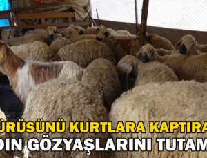 Sürüsünü kurtlara kaptıran kadın gözyaşlarını tutamadı: “Hepsi evladım gibiydi”