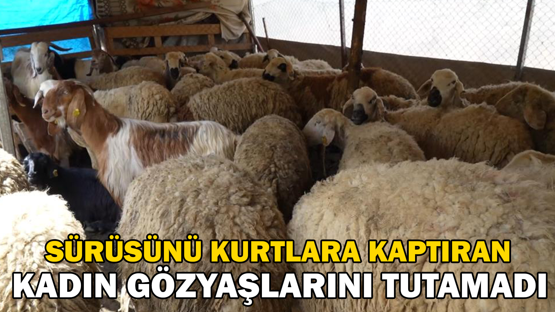 Sürüsünü kurtlara kaptıran kadın gözyaşlarını tutamadı: “Hepsi evladım gibiydi”