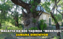 Malatya’da 800 Yaşında “Menengiç” Zamana Direniyor
