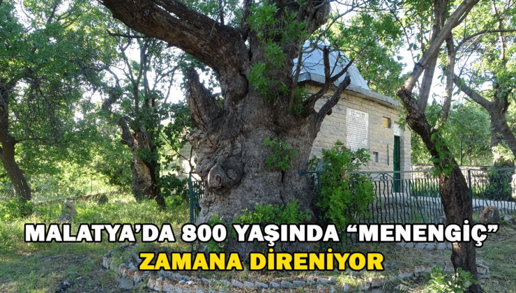 Malatya’da 800 Yaşında “Menengiç” Zamana Direniyor