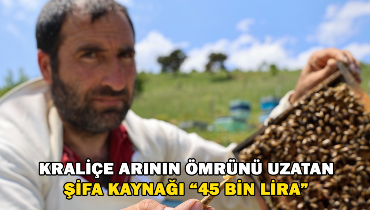 Kraliçe Arının Ömrünü Uzatan Şifa Kaynağı “45 Bin Lira”