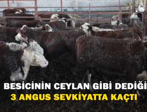 Besicinin Ceylan Gibi Dediği 3 Angus Sevkiyatta Kaçtı