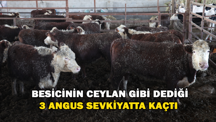 Besicinin Ceylan Gibi Dediği 3 Angus Sevkiyatta Kaçtı