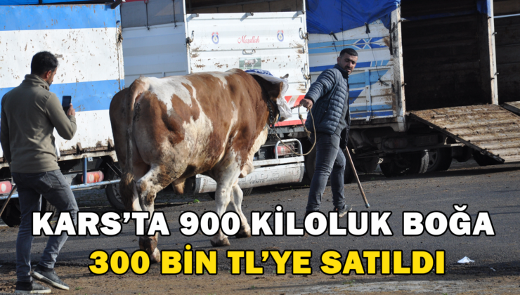 Kars’Ta 900 Kiloluk Boğa 300 Bin Tl’Ye Satıldı