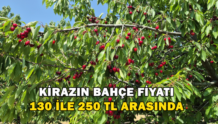 Tekirdağ’Da Kirazın Bahçe Fiyatı 130 İle 250 Tl Arasında