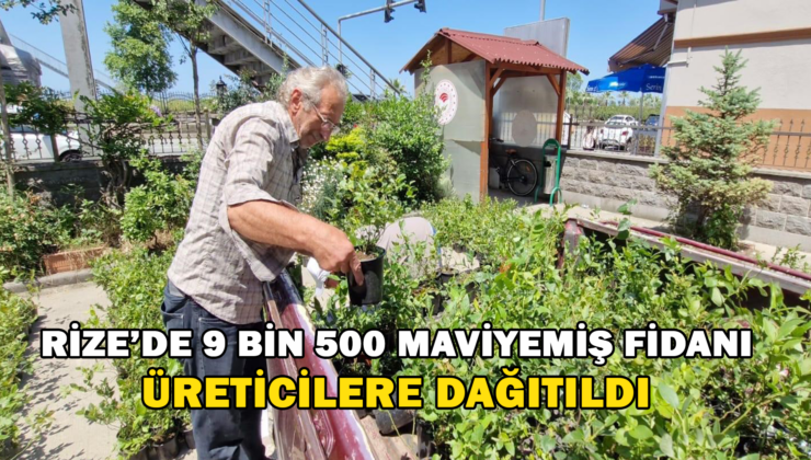 Rize’De 9 Bin 500 Maviyemiş Fidanı Üreticilere Dağıtıldı