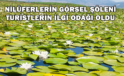 Nilüferlerin Görsel Şöleni Turistlerin İlgi Odağı Oldu