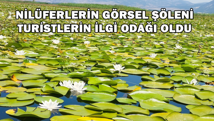 Nilüferlerin Görsel Şöleni Turistlerin İlgi Odağı Oldu