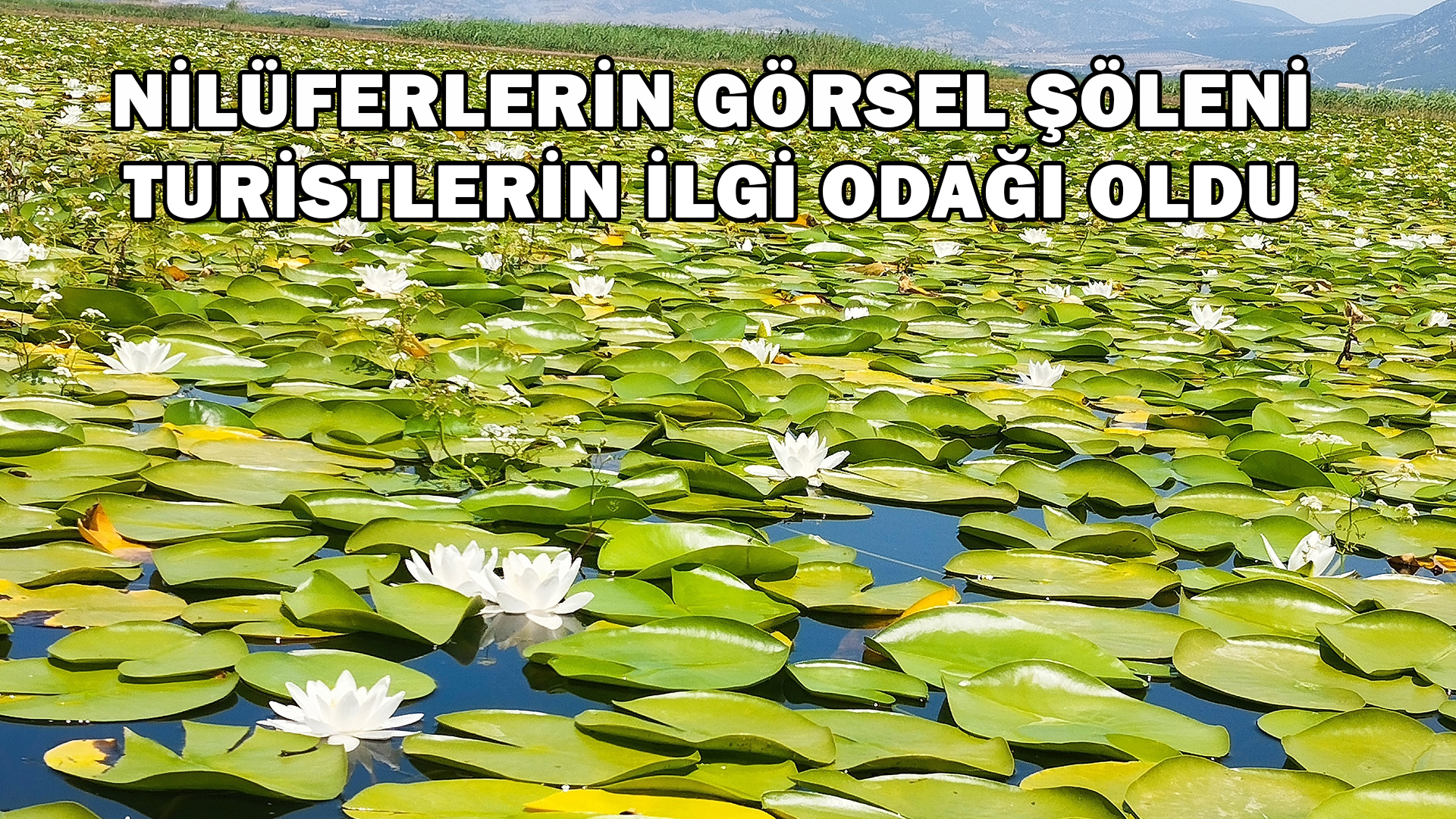 Nilüferlerin Görsel Şöleni Turistlerin İlgi Odağı Oldu