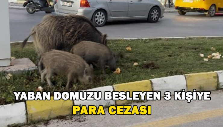 Yaban Domuzu Besleyen 3 Kişiye Para Cezası