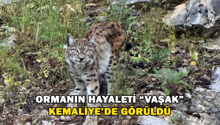 “Ormanın Hayaleti” Vaşak Kemaliye’de Görüntülendi