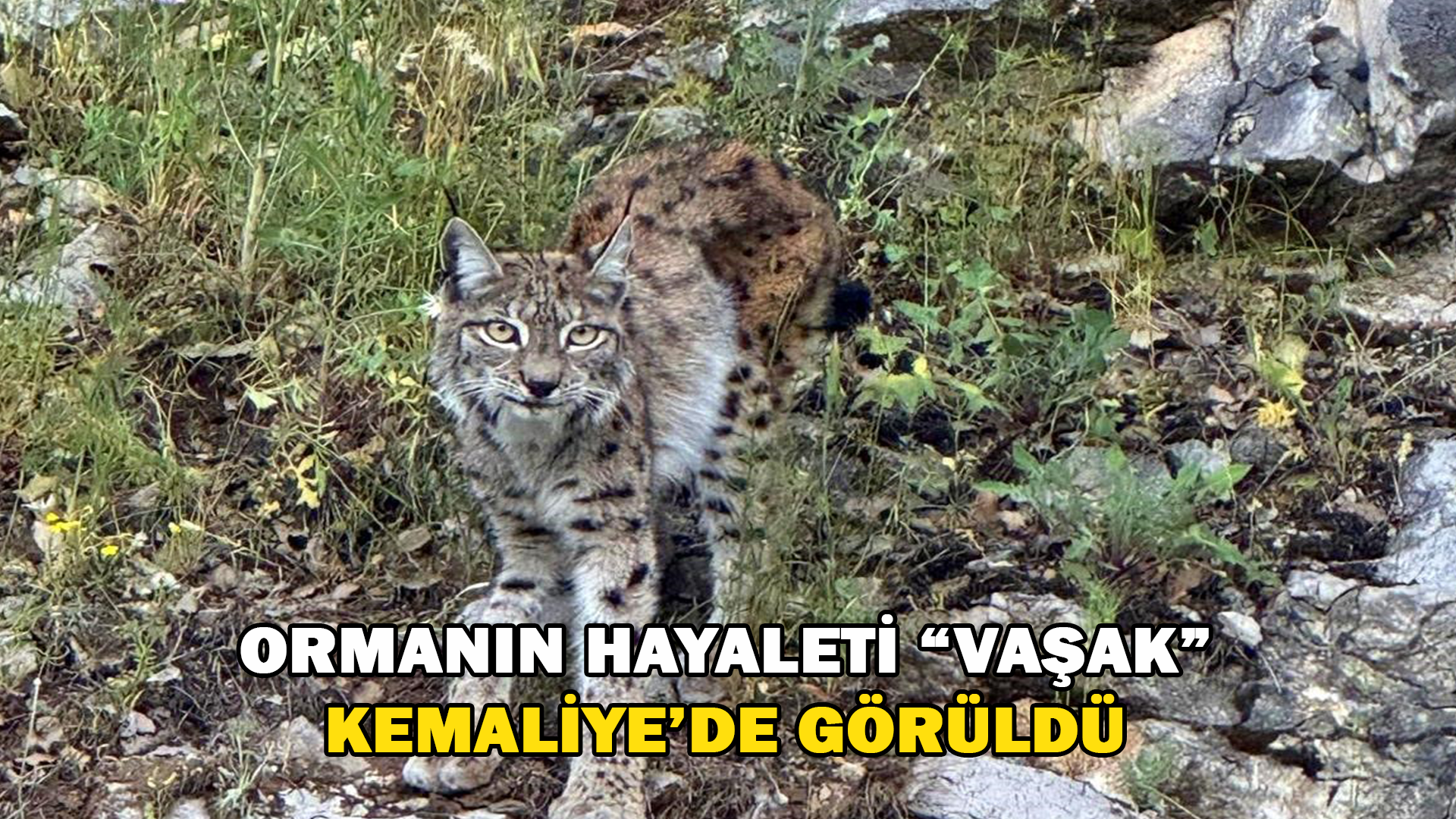 “Ormanın hayaleti” Vaşak Kemaliye’de Görüntülendi