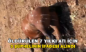 Batman’da Öldürülen 7 Yılkı Atı İçin 3 Şüphelinin İfadesi Alındı