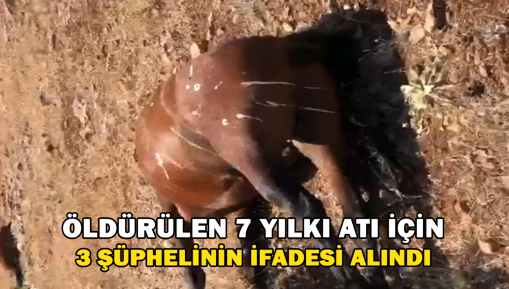 Batman’Da Öldürülen 7 Yılkı Atı İçin 3 Şüphelinin İfadesi Alındı