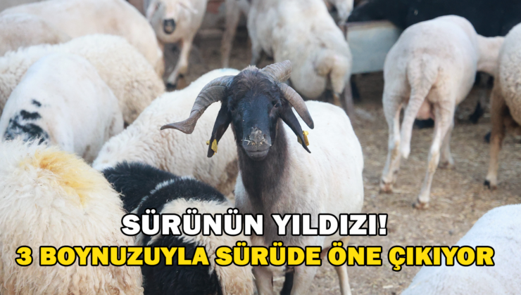 Sürüdeki 200 Hayvan Arasından 3 Boynuzuyla Ön Plana Çıkan ‘Sürünün Yıldızı’ İlgi Odağı Oldu