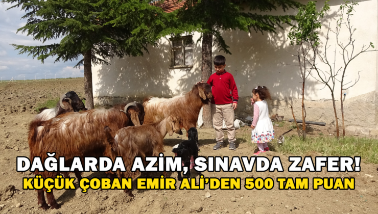 Boş Vakitlerinde Çobanlık Yapan 11 Yaşındaki Emir Ali Dişlioğlu, Bursluluk Sınavından 500 Tam Puan Aldı