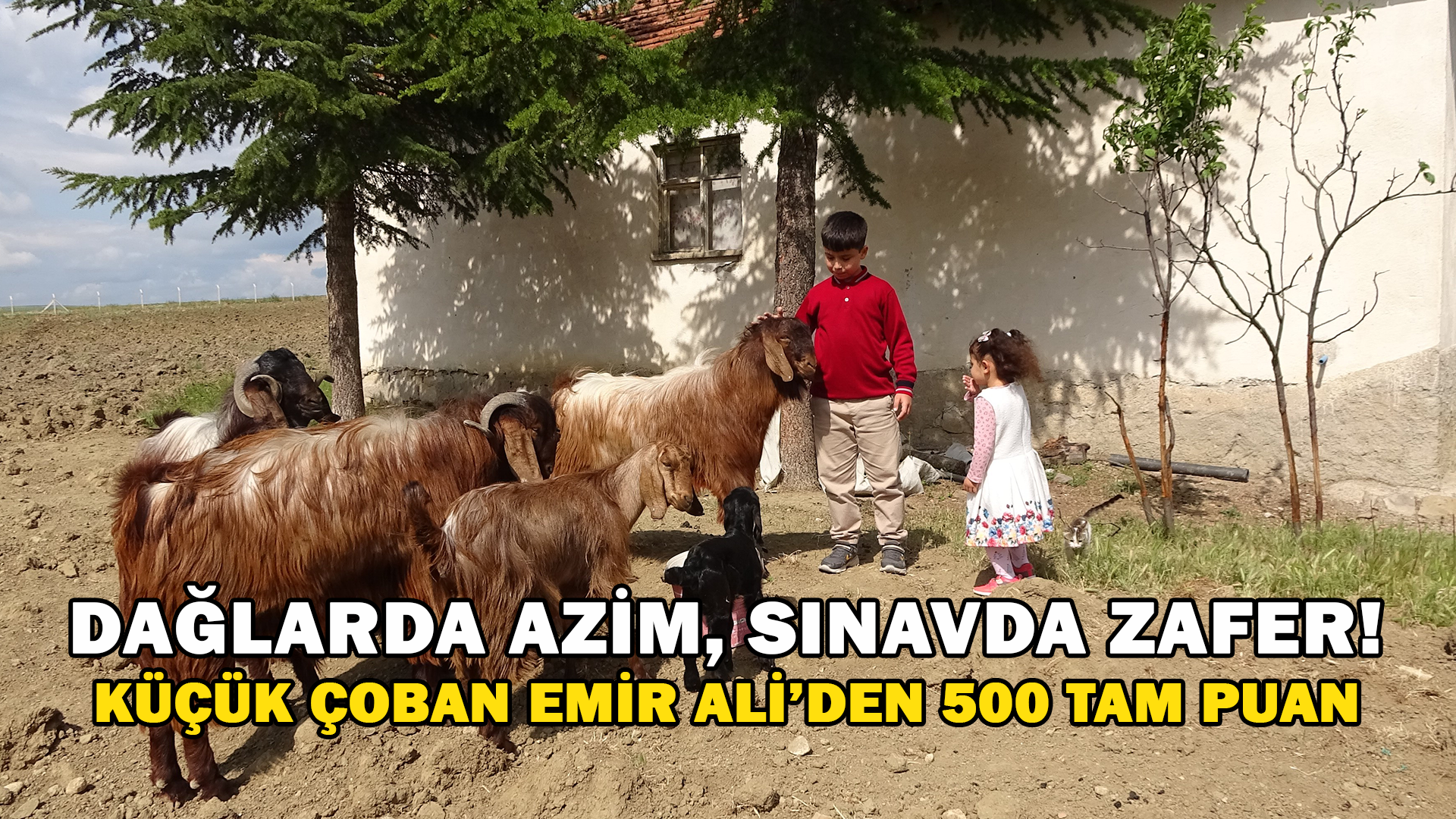 Boş Vakitlerinde Çobanlık Yapan 11 Yaşındaki Emir Ali Dişlioğlu, Bursluluk Sınavından 500 Tam Puan Aldı