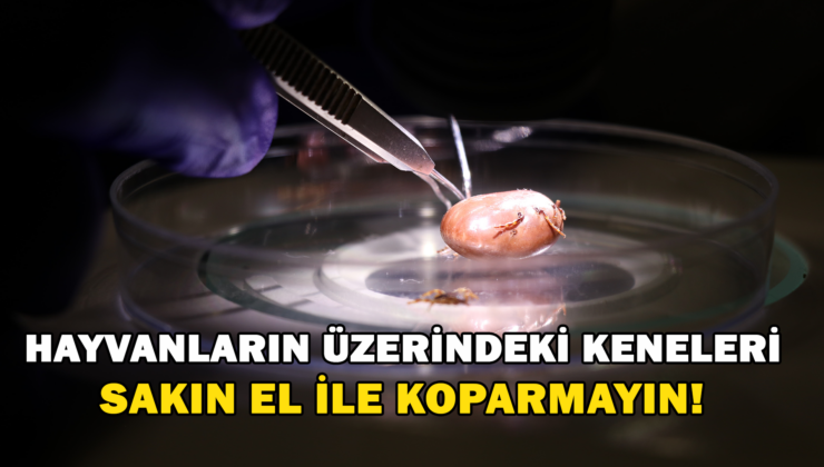 Hayvanların Üzerindeki Keneler El İle Koparılmamalı!