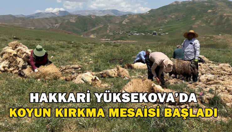 Hakkari Yüksekova’Da Koyun Kırkma Mesaisi Başladı